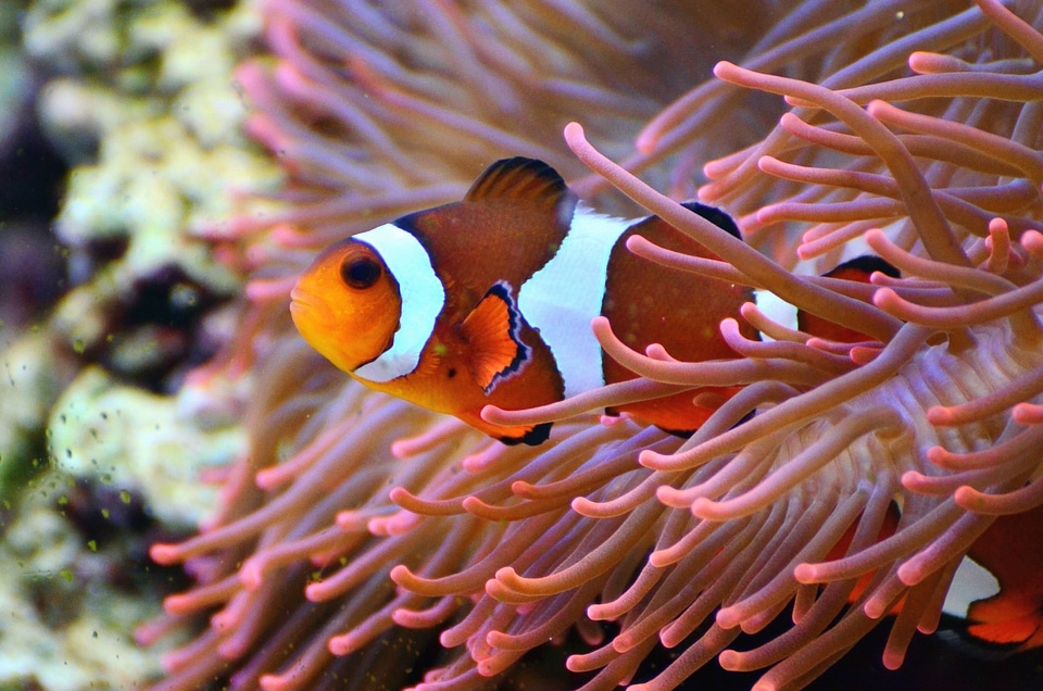 Beautiful Photo colorful fish