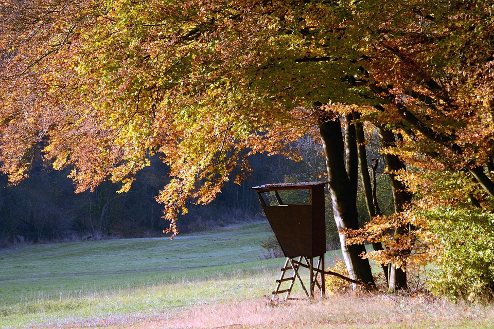 Autumn autumn season forest