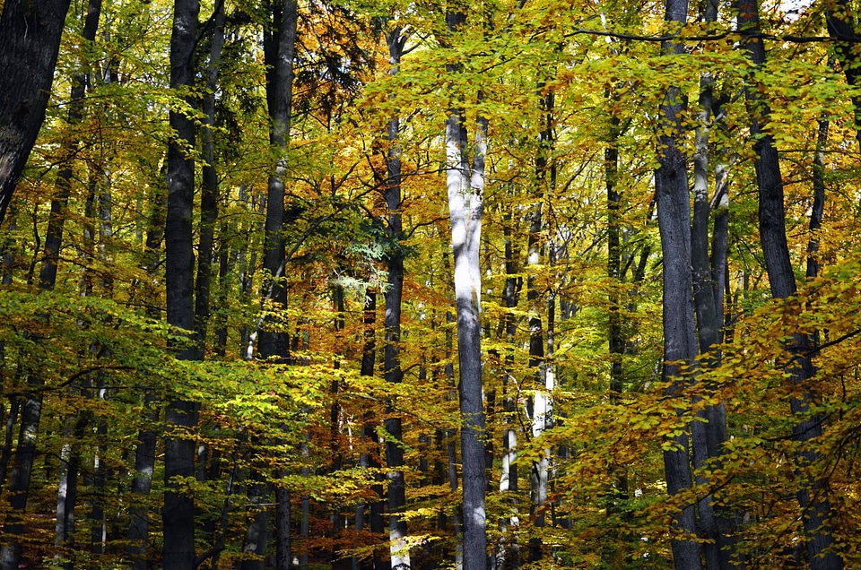 Branch forest landscape