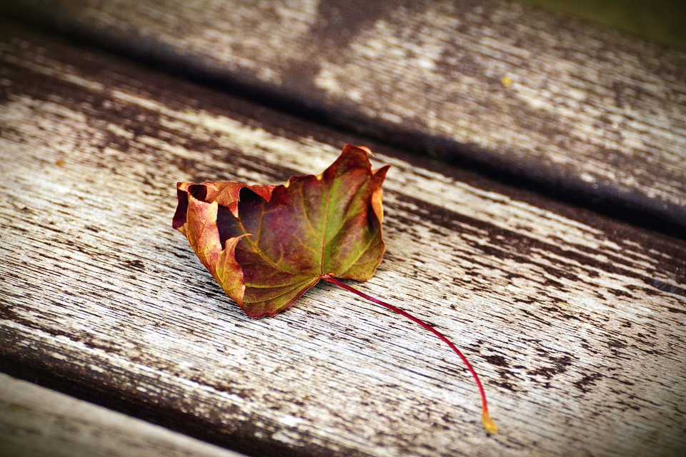 Autumn autumn season leaf