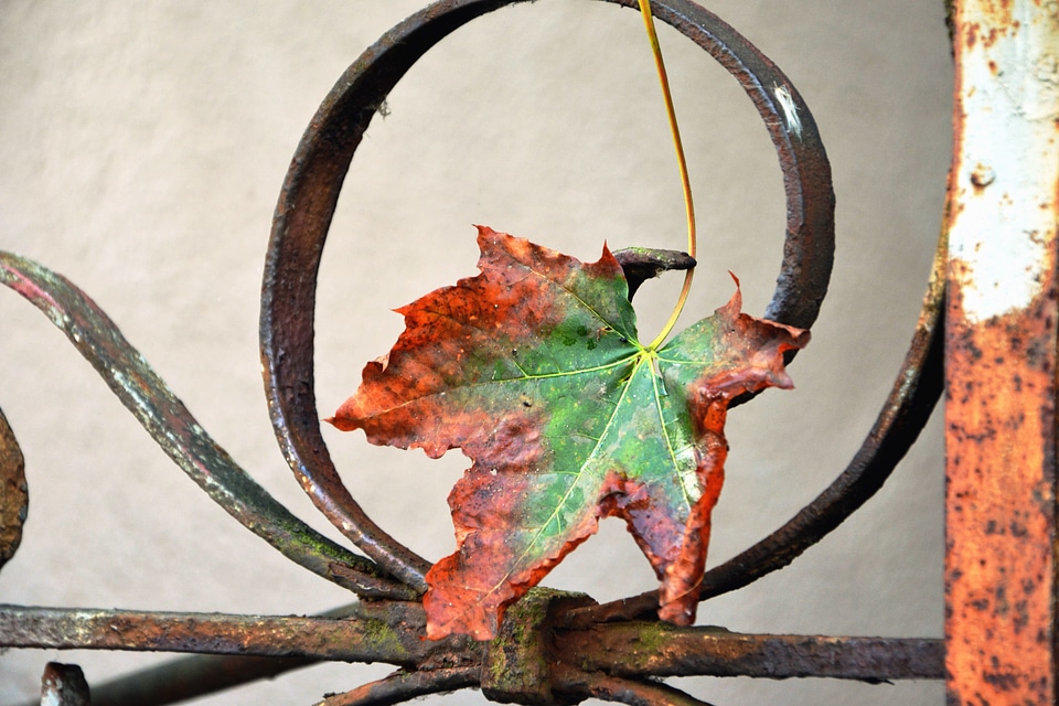 Autumn cast iron iron