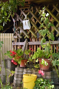 Backyard fence flower photo