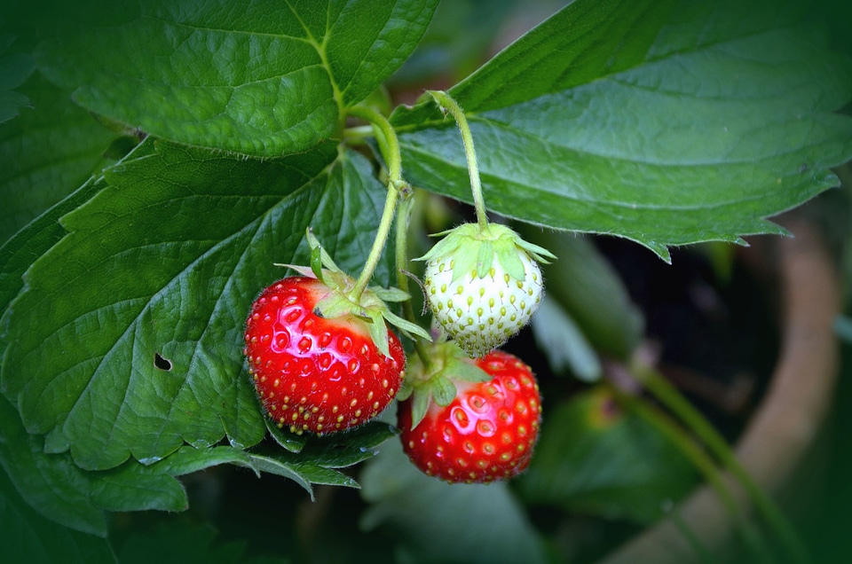 Beautiful Photo food fruit