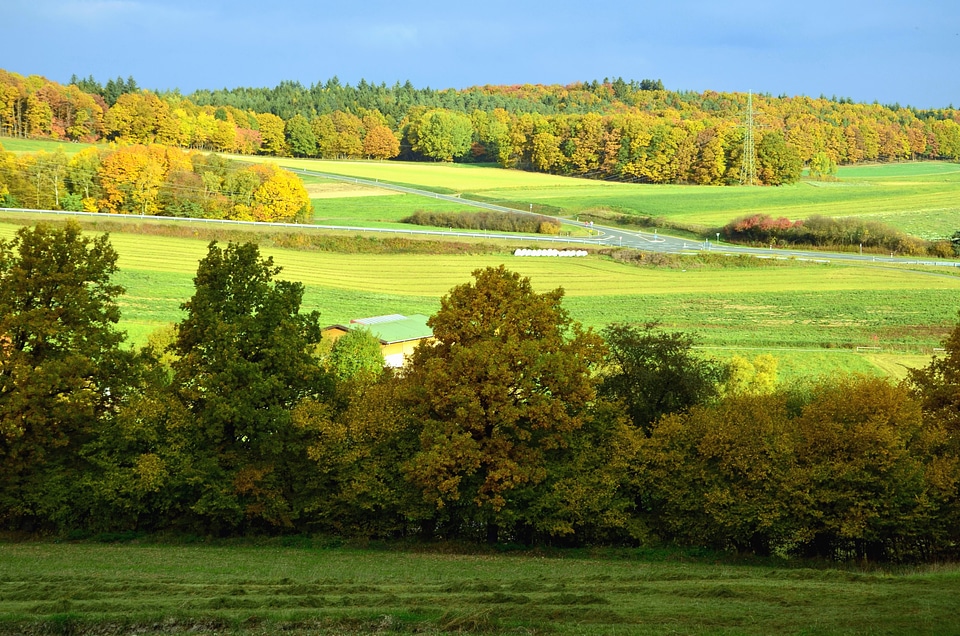 Forest grass meadow
