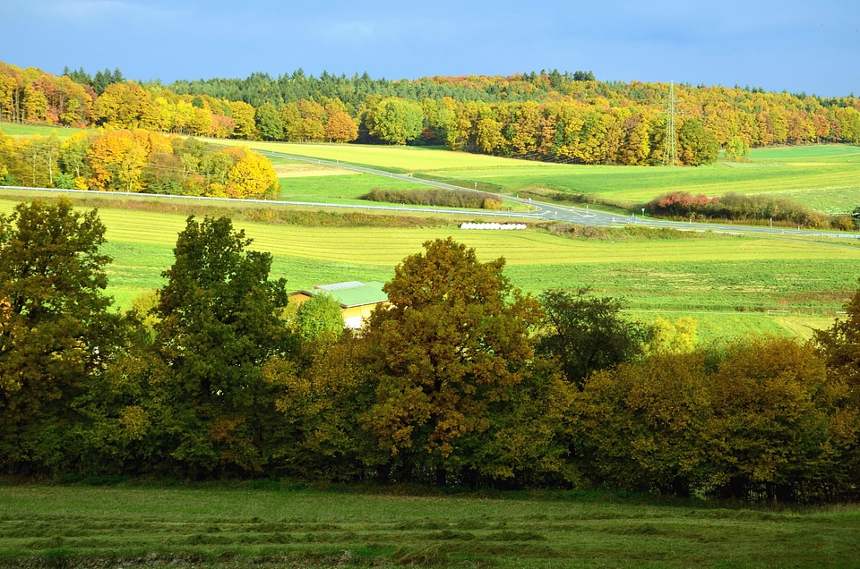 Forest grass meadow photo