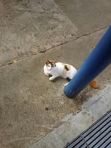 Feline kitten kitty