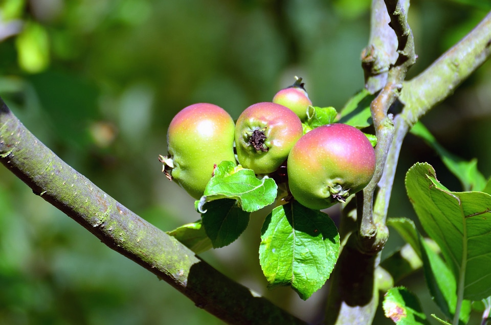 Apple branch fruit