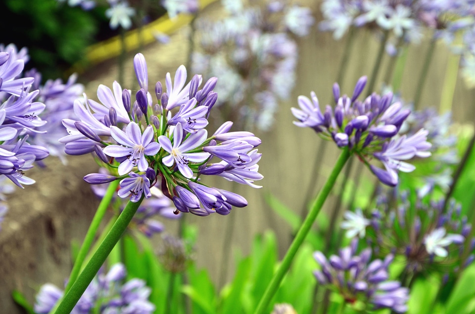 Blossom flower leaves
