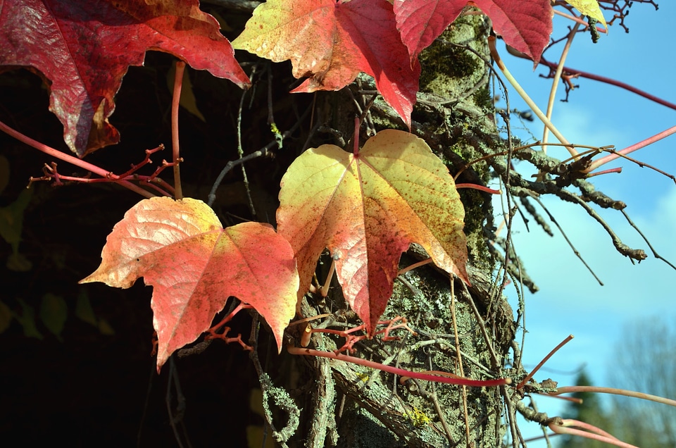 Autumn branches leaf