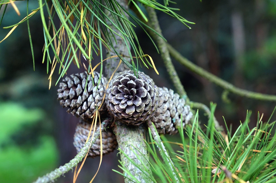 Beautiful Photo branch evergreen