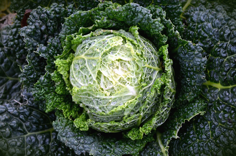 Cabbage dark green green leaves