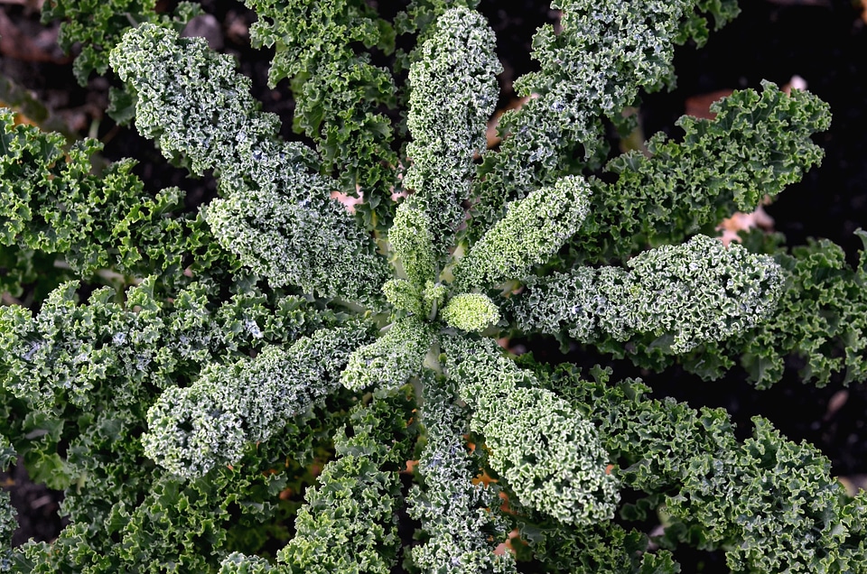 Flora green green leaves