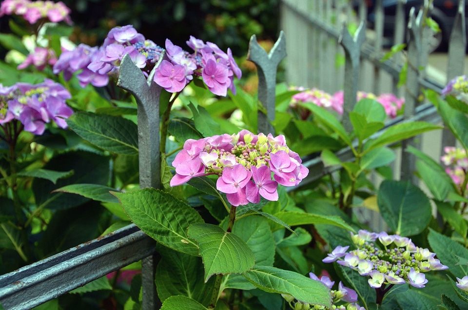 Bloom flower flower garden