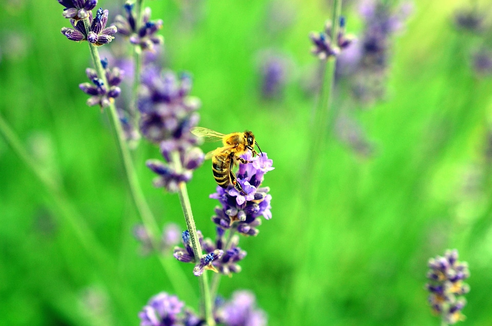 Beautiful Photo bee flower