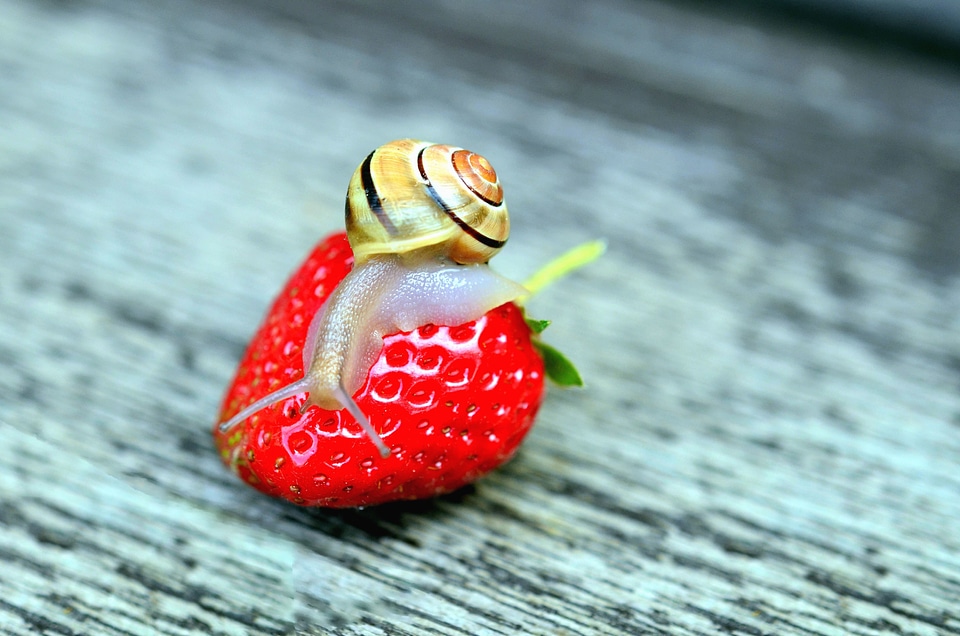 Animals beautiful photo snail