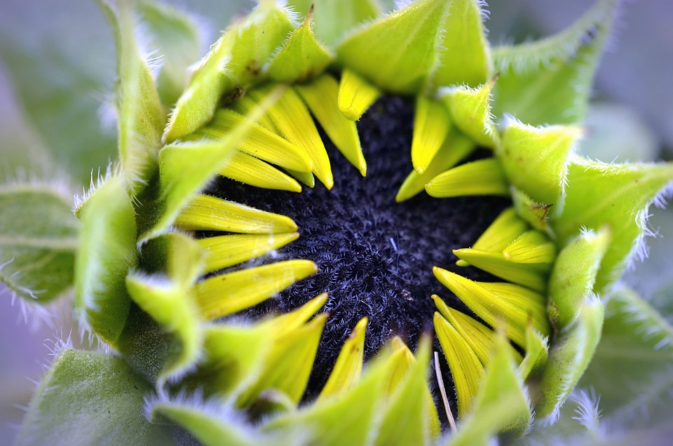 Bloom flower leaf