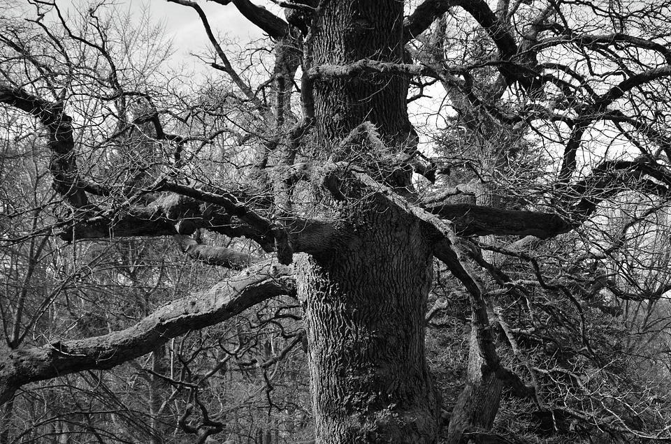 Black And White branch forest