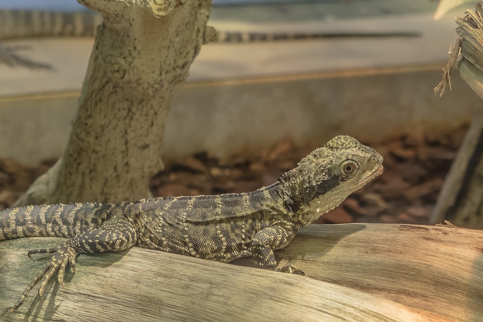 Reptile creature animal