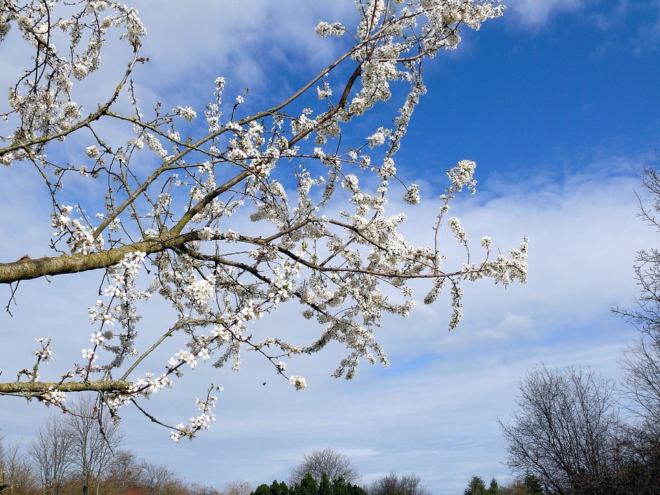 Branch flowering sky