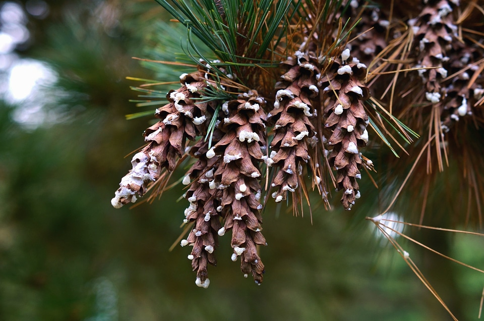 Branch evergreen forest