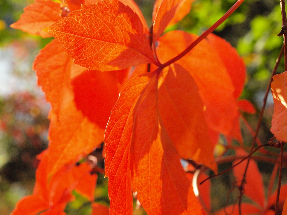 Autumn fall foliage colorful leaves