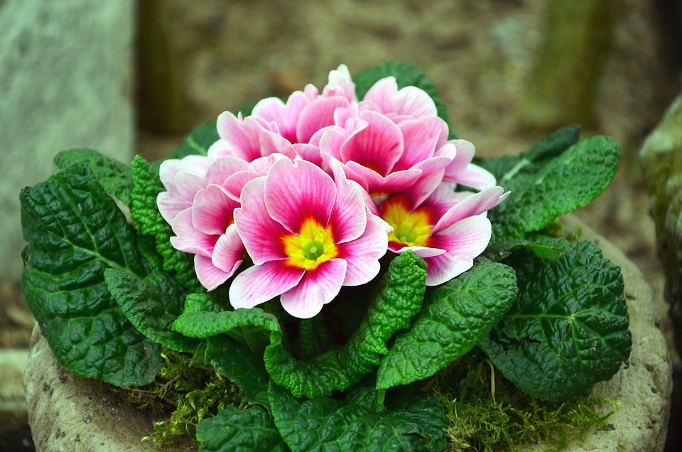 Beautiful Photo blossom flower