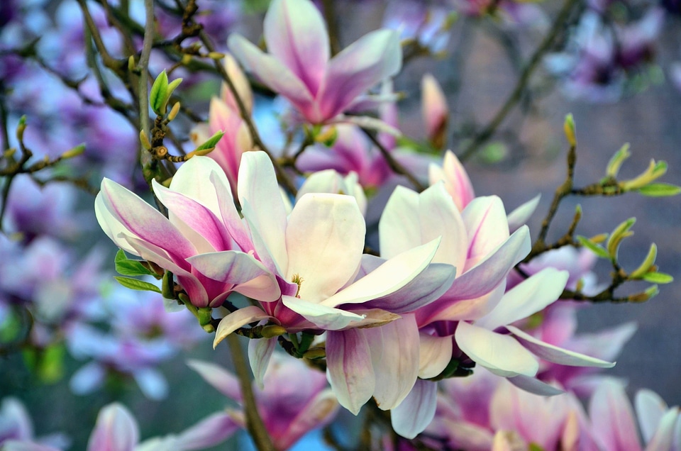 Beautiful Photo branch flower