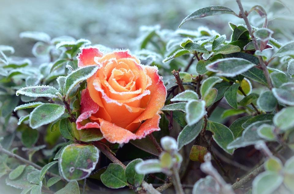 Beautiful Photo flower frost