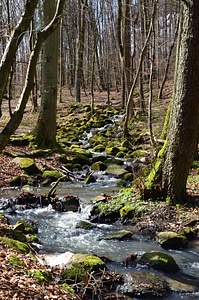 Creek daylight forest photo