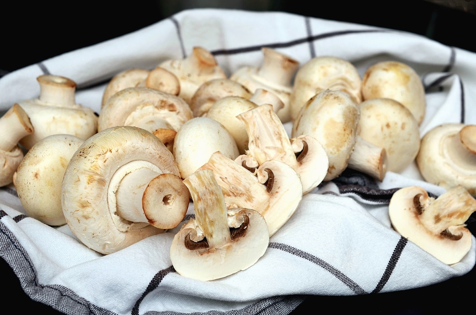 Fabric food fungus