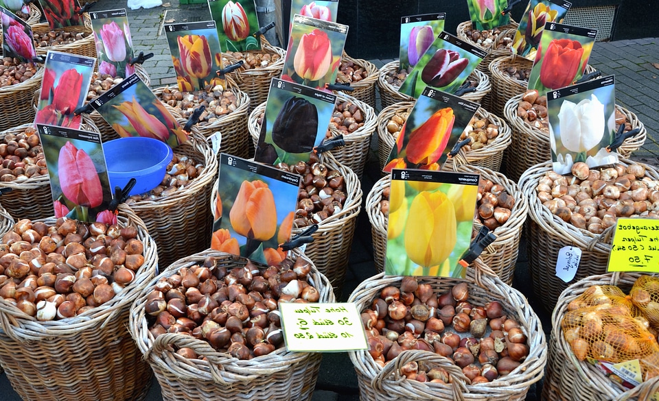 Bulb flower market