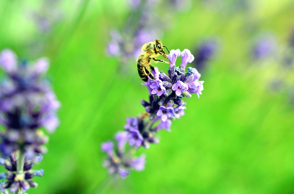 Beautiful Photo bee flower