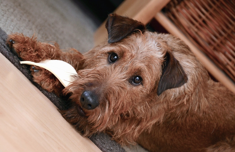 Animal dog fur photo