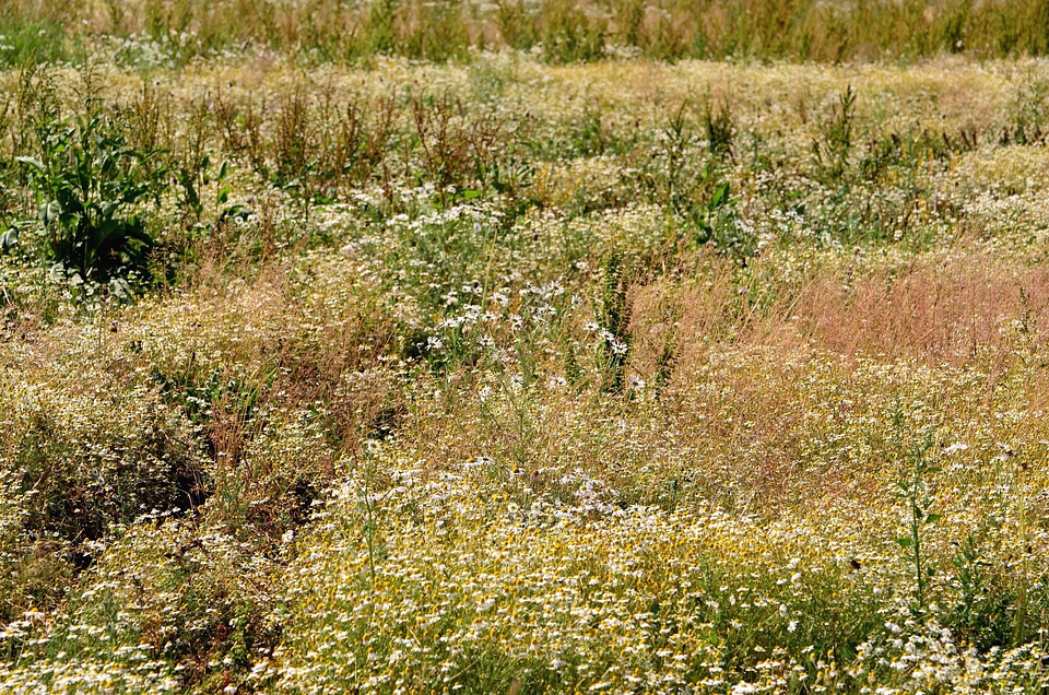 Field flower grass