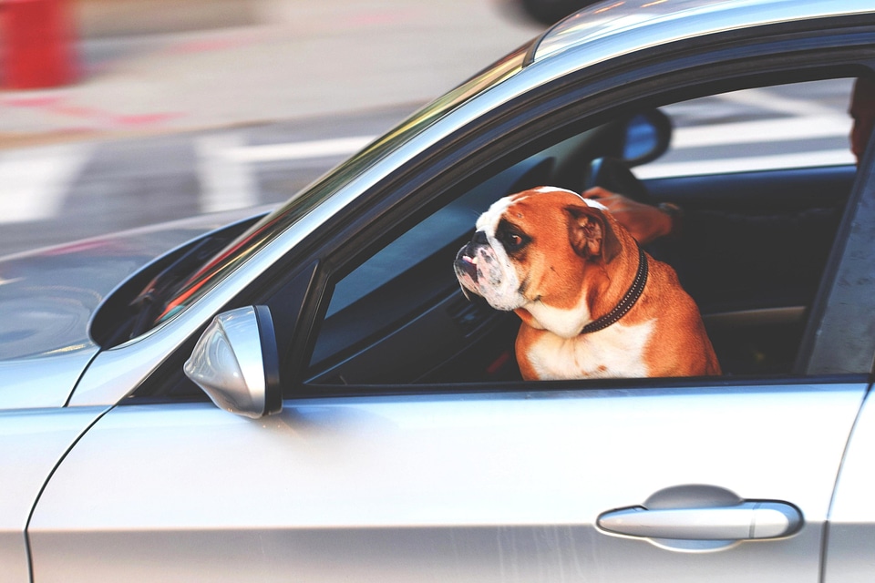 Animal car dog