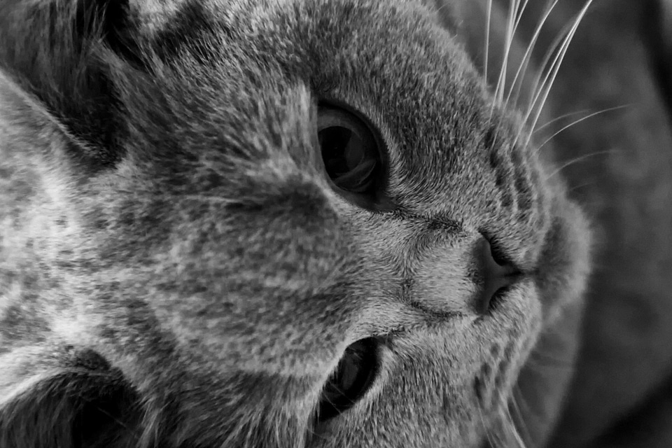 Animal black and white cat