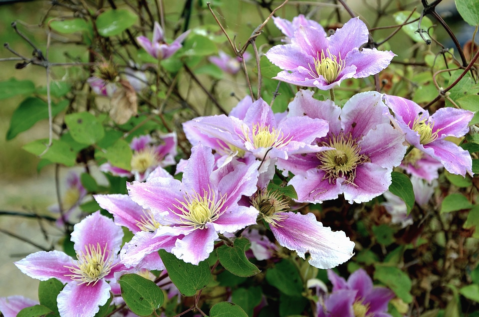 Beautiful Photo blossom flower