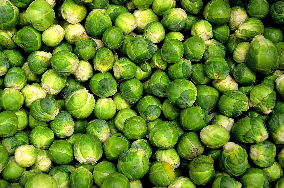 Cabbage diet green leaves