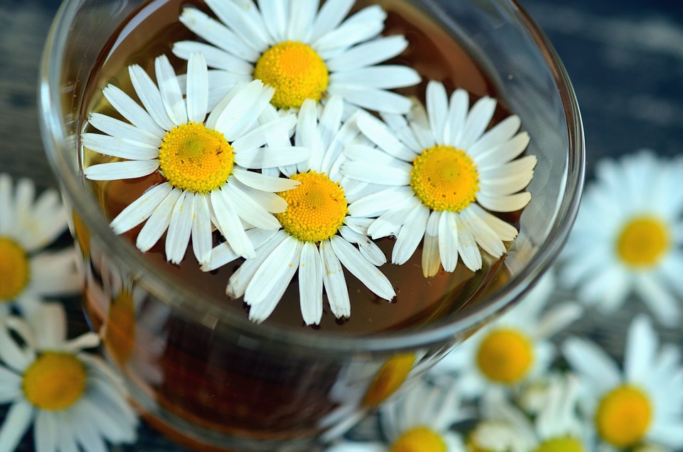Beautiful Photo daisy flower