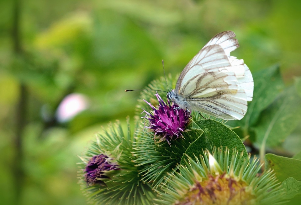 Beautiful Photo butterfly color