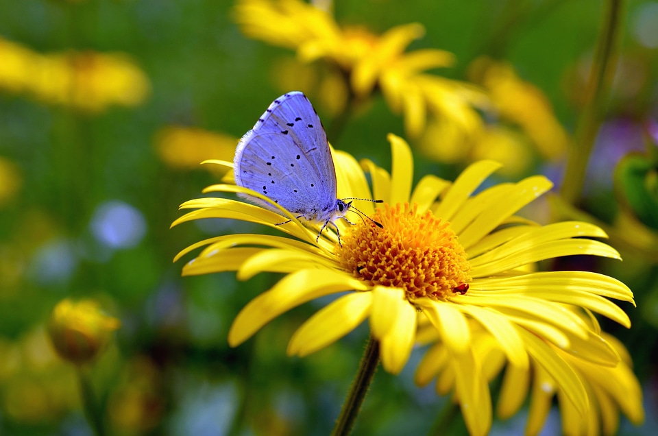 Beautiful Photo butterfly color