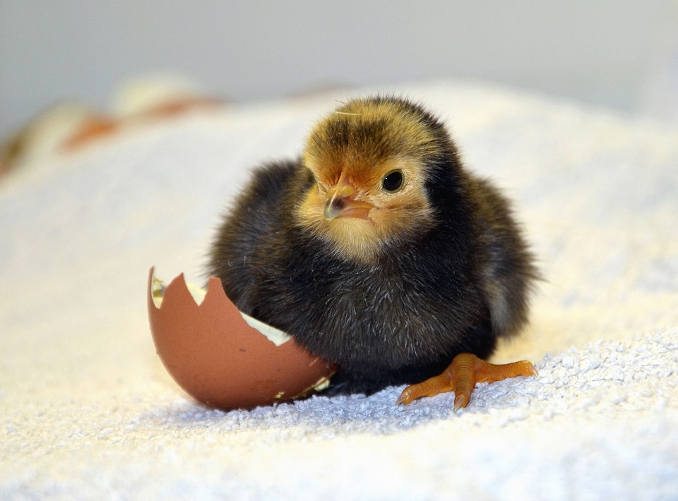 Beautiful Photo chicken poultry