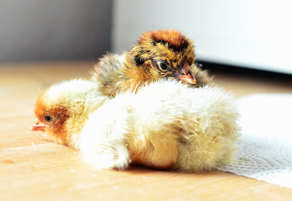 Animals beautiful photo chicken