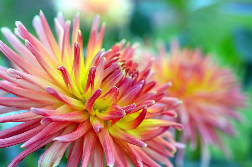 Beautiful Photo flower garden