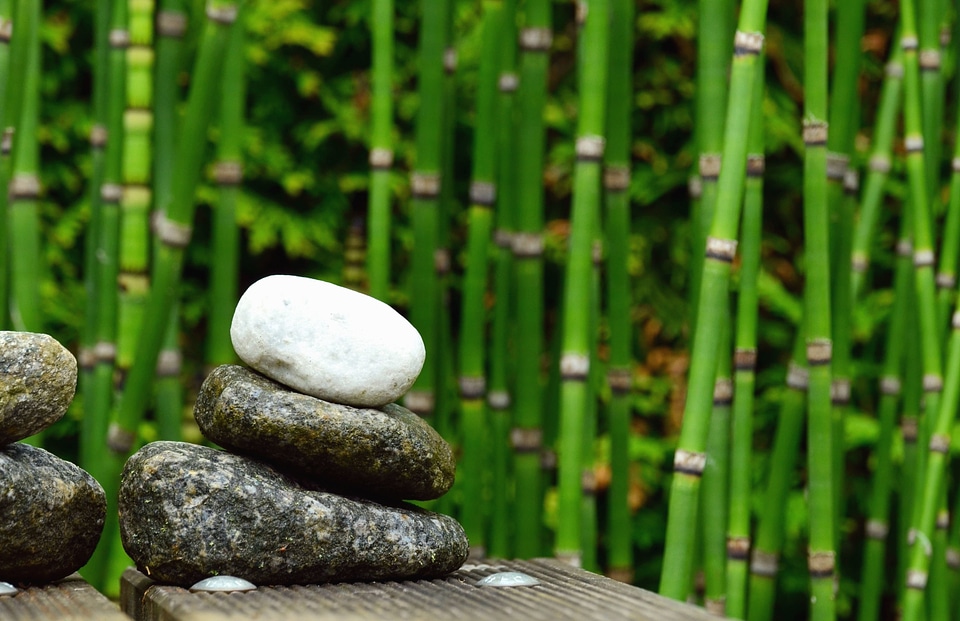 Bamboo beautiful photo nature