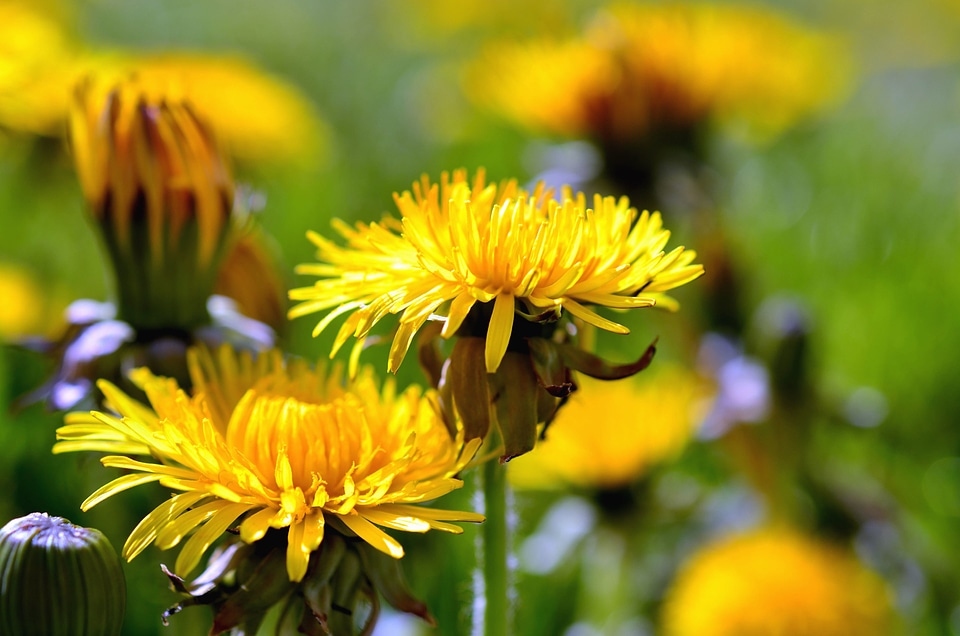 Beautiful Photo dandelion flower