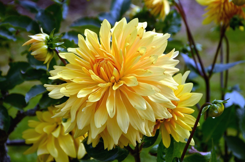 Beautiful Photo bloom bud