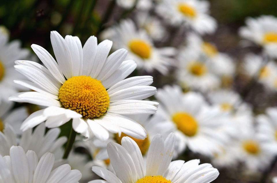 Beautiful Photo daisy flowering