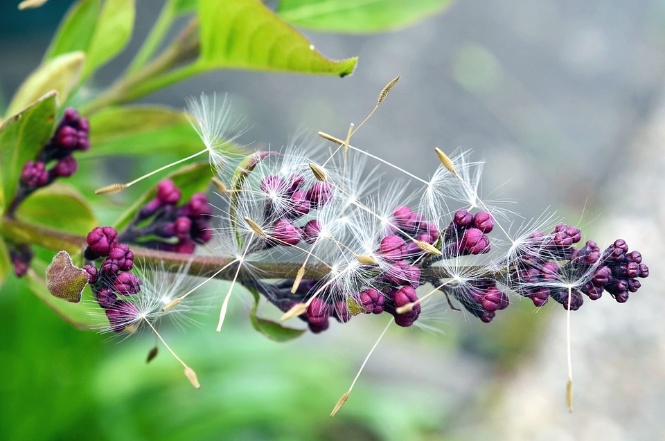 Beautiful Photo branch bud