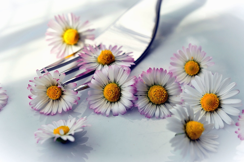 Beautiful Photo daisy decoration
